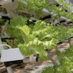 6 Types of Herbs You Can Grow In Your In-House Vertical Hydroponic Garden