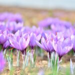 Saffron Flowers