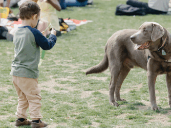 What Should You Know About Flea Collars If You Have Small Children at Home?