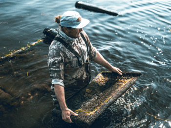 Beyond Harvesting: How Pacific Seafood's Oyster Farms Are Becoming Ecological Sanctuaries