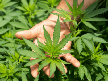 Honest Review of LeafyRX 2025: Leading the Way in Online Medical Marijuana Access