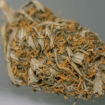 A Complete Guide To White Widow In Legal Markets