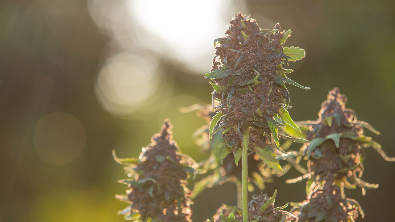 A Complete Guide To White Widow In Legal Markets