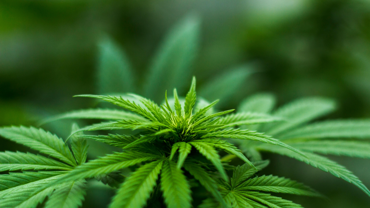 Honest Review of LeafyRX 2025: Leading the Way in Online Medical Marijuana Access