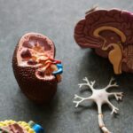 Why Real Food Matters More Than Ever for Long-Term Organ Health