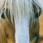 Do Dual Diagnosis Treatment Programs Offer Equine Therapy Services?