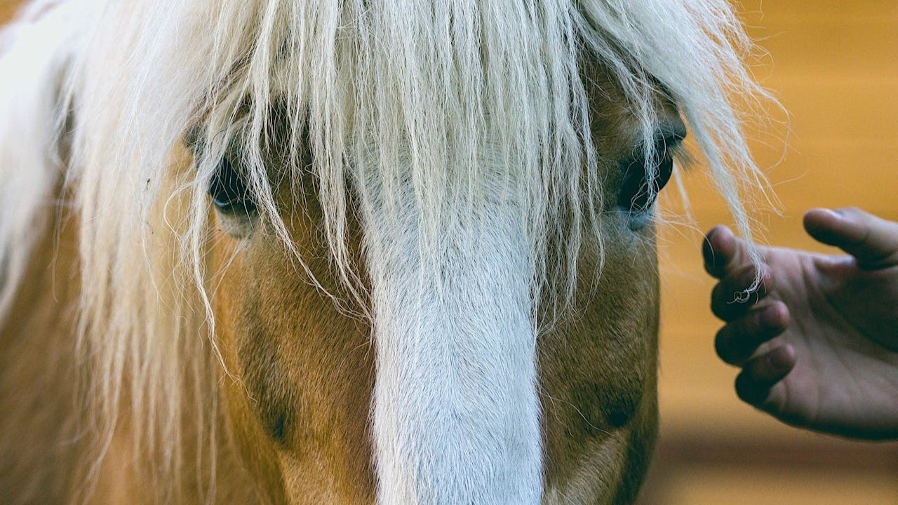 Dual Diagnosis Treatment Programs: Equine Therapy Guide Dual Diagnosis Treatment Programs: Equine Therapy Guide