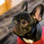 Where to Find a Healthy French Bulldog Puppy in 2026: A Side-by-Side Comparison of 5 Trusted Sources